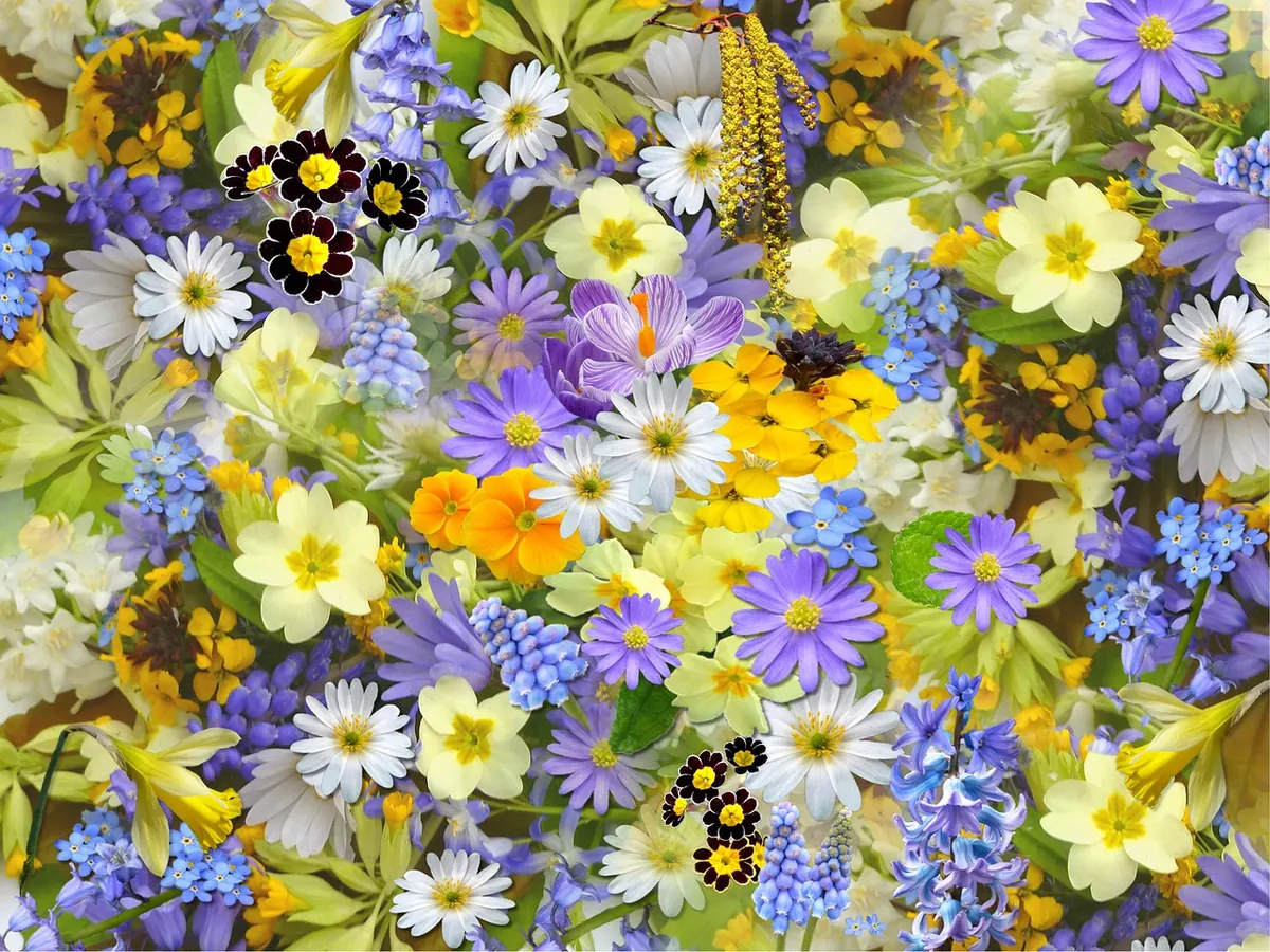 Bluebell Aftercare: 7 Things to Do After Blooms Fade