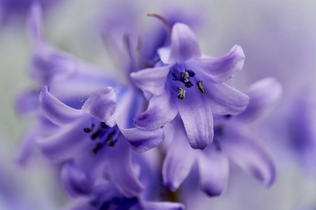 Bluebells in Pots: How to Grow Them in Containers Year After Year