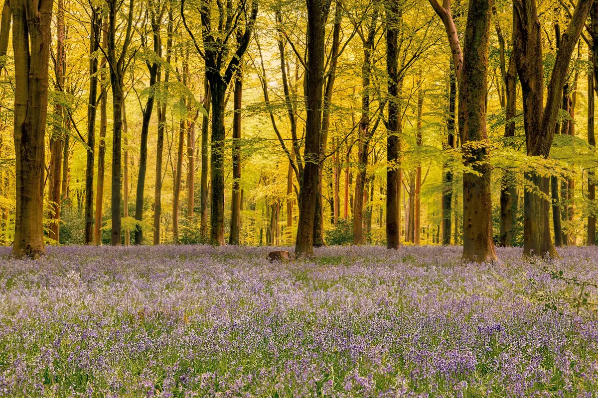 How to Naturalize Bluebells in Lawn: A Step-by-Step Guide