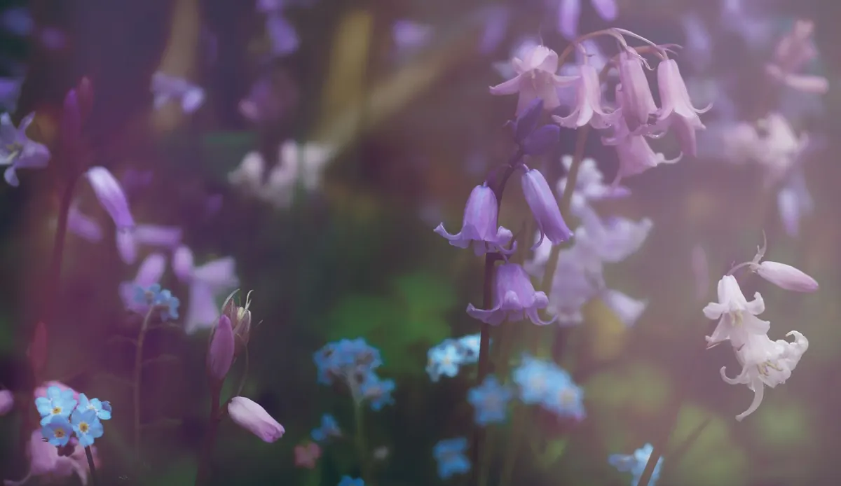 How to Plant Bluebell Bulbs in Fall for a Spring Carpet of Blue