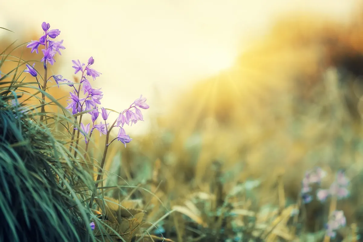Why Your Bluebells Aren't Flowering: 8 Causes and Fixes